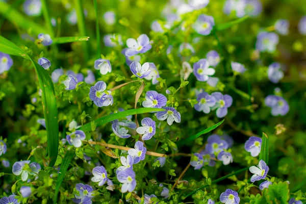 I fiori blu Veronica speedwell primo piano — Foto Stock