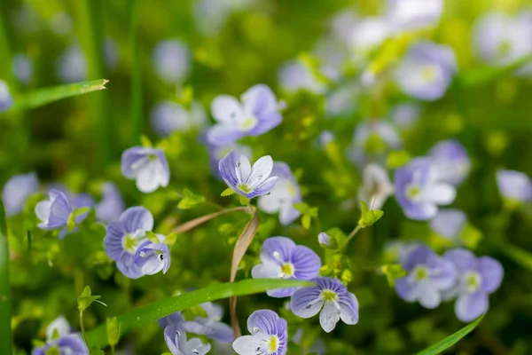 Синие цветы Вероника Спидвелл крупным планом — стоковое фото