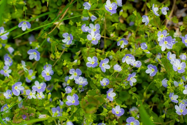 Kék virágok Veronica Speedwell közelkép — Stock Fotó