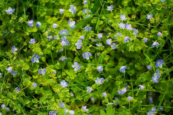 I fiori blu Veronica speedwell primo piano — Foto Stock