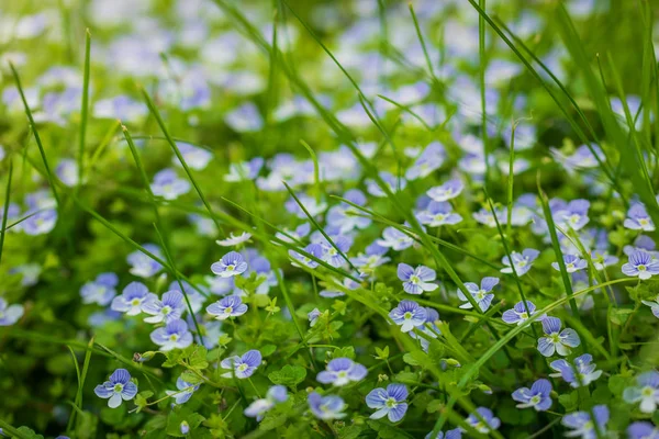 Kék virágok Veronica Speedwell közelkép — Stock Fotó