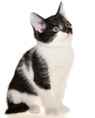 İki renkli siyah beyaz kedi yavrusu tek başına oturuyor.