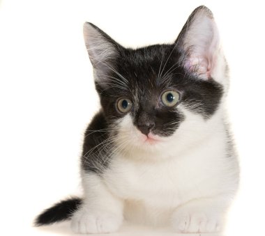 Çift renkli, siyah beyaz, küçük, kısa boylu kedi yavrusu yalnız yatıyordu.