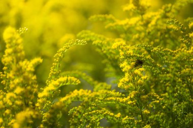 Güzel Sarı Altın Başak çiçek ve arı.