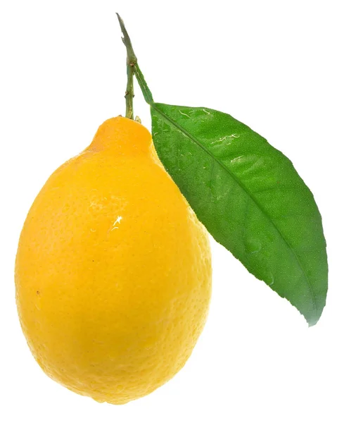 Lemon close up with leaf isolated — Stock Photo, Image