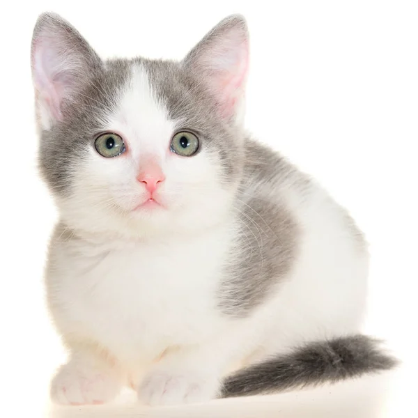 Bicolor gray-white small shorthair kitten lie isolated — Stock Photo, Image