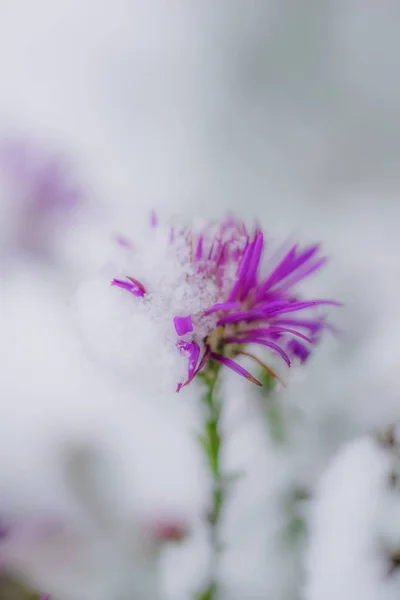 Flower of alpine asters under snow — Stock Photo, Image