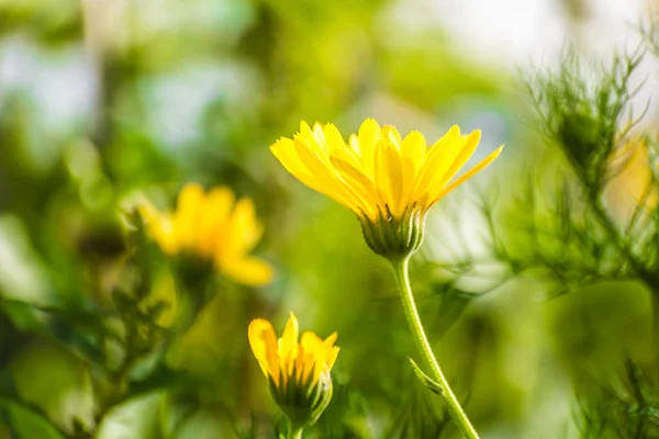 Calendula officinalis. — Stok fotoğraf