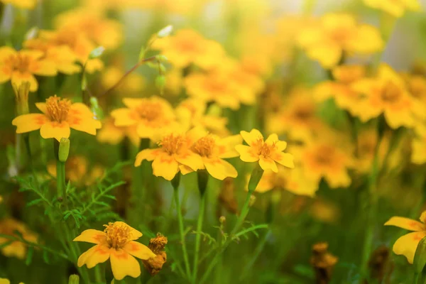 Flowering marigolds. — Stock Photo, Image