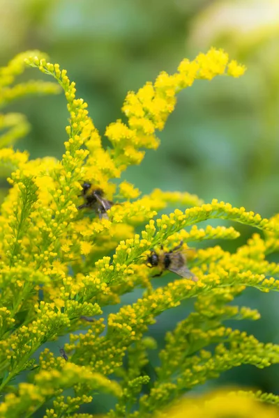 Beautiful yellow goldenrod flowers and bee. — Stock Photo, Image