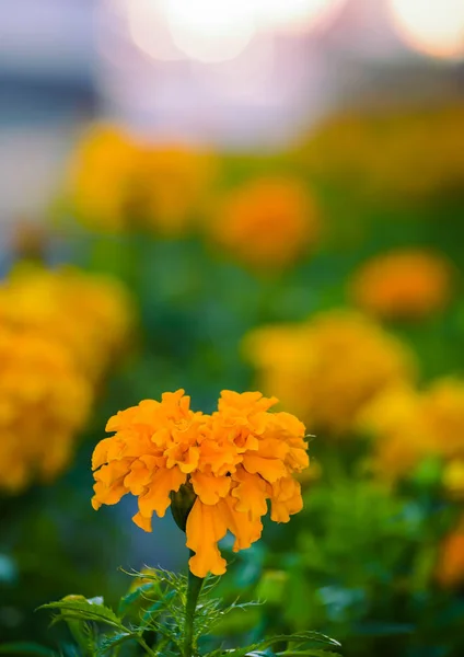 Flowering marigolds. — Stock Photo, Image