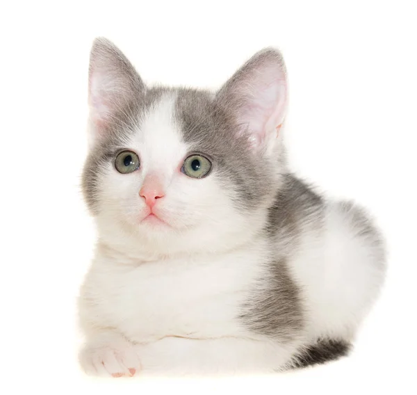 Dwukolorowy szaro-biały mały kotek siedzący samotnie — Zdjęcie stockowe