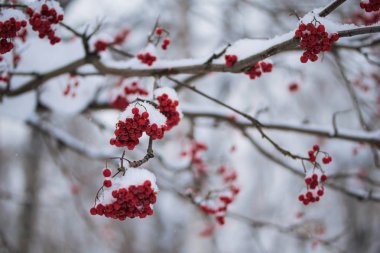 Dağ kül kar altında kırmızı meyveler.