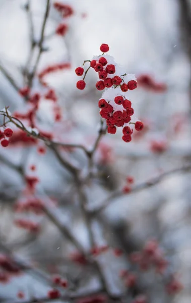 Rote Beeren der Eberesche unter dem Schnee. — Stockfoto