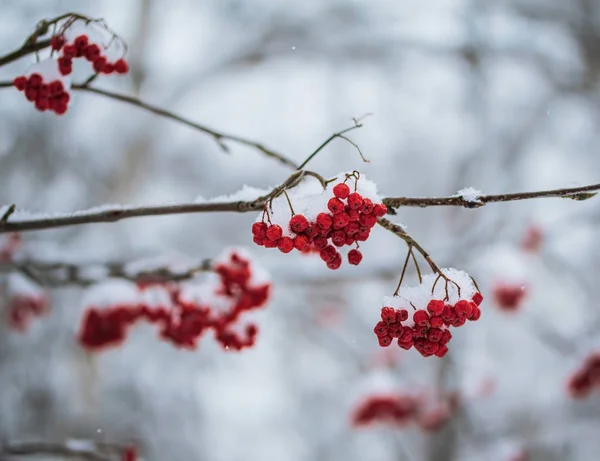 Bagas vermelhas de cinza de montanha sob a neve . — Fotografia de Stock