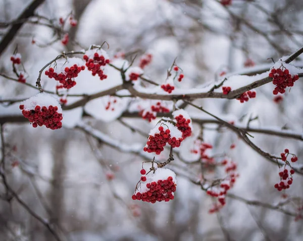 Baies rouges de frêne de montagne sous la neige . — Photo