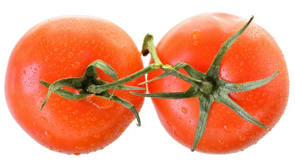 Two tomato on branch top view isolated — Stock Photo, Image