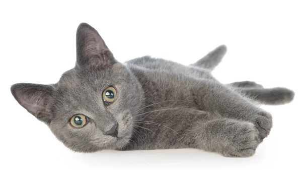 Pequeno gatinho cinza shorthair mentira isolado — Fotografia de Stock