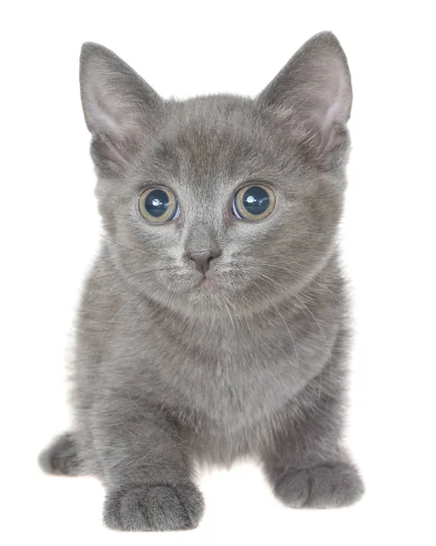 Klein katje grijs geïsoleerd — Stockfoto