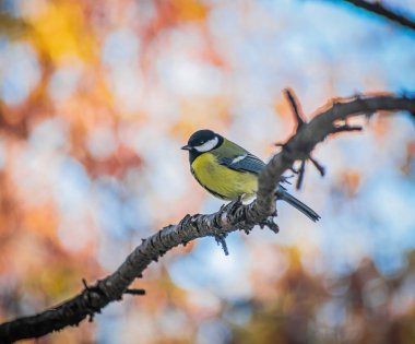 Karlı bir kış gününde meme faresi