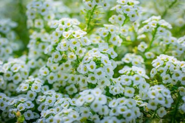 Çiçekler alyssum yakın planıdır.