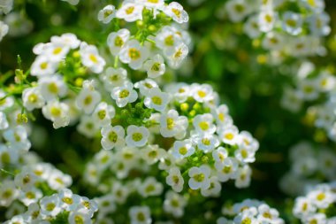 Çiçekler alyssum yakın planıdır.