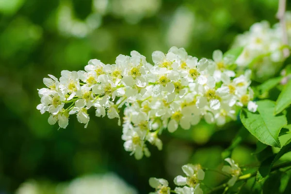 Větev z květu střemchová v bílé květy — Stock fotografie
