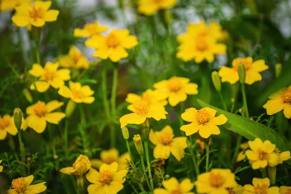 Flowering marigolds close-up — Stock Photo, Image