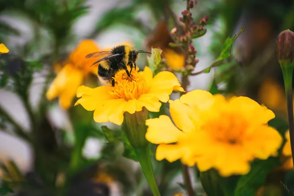 Biene sammelt Blütennektar von Ringelblume. — Stockfoto