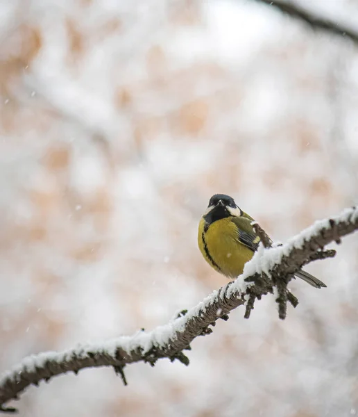 Titmouse egy havas téli napon — Stock Fotó