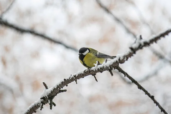 Titmouse en un día nevado de invierno —  Fotos de Stock