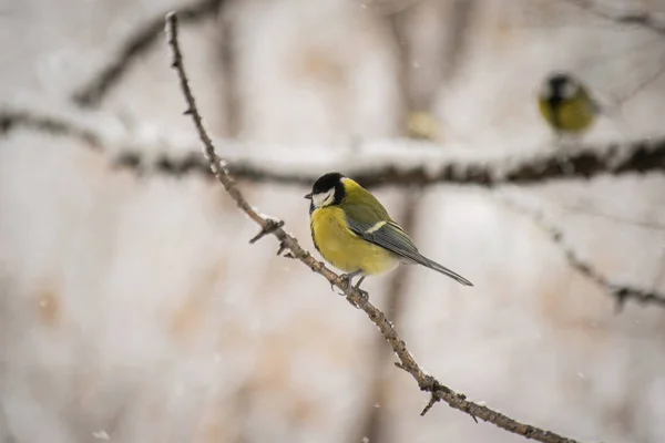 Titmouse em um dia de inverno nevado — Fotografia de Stock