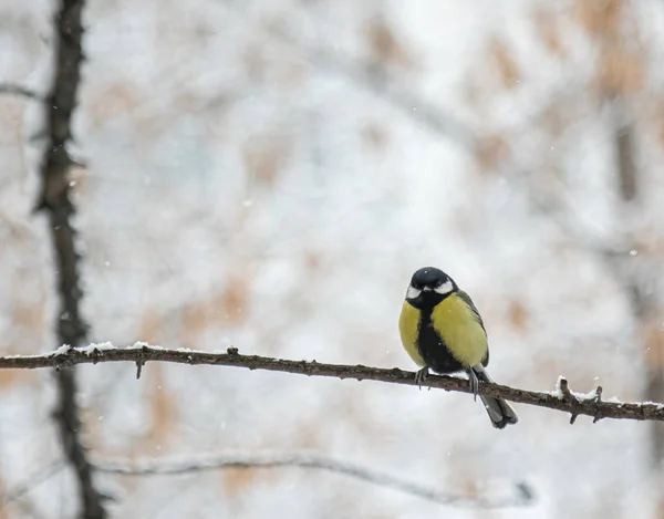 Titmouse σε μια χιονισμένη μέρα του χειμώνα — Φωτογραφία Αρχείου