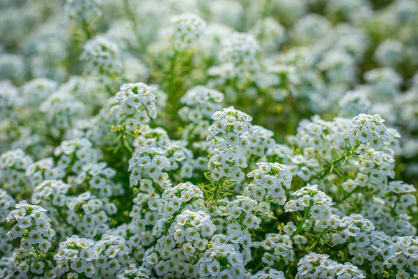 Las flores son alyssum primer plano —  Fotos de Stock