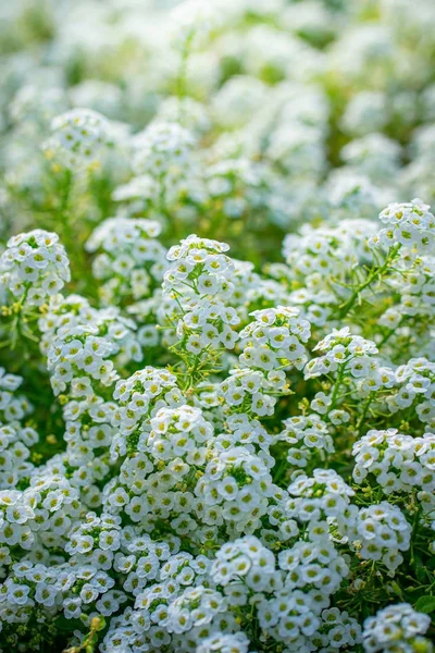 Flores são alyssum close-up — Fotografia de Stock