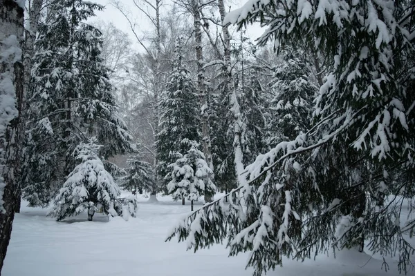 Met sneeuw bedekte takken van sparren bomen — Stockfoto