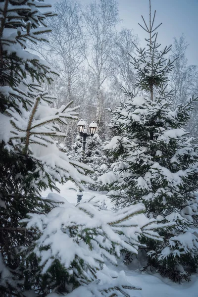 Met sneeuw bedekte takken van sparren bomen — Stockfoto