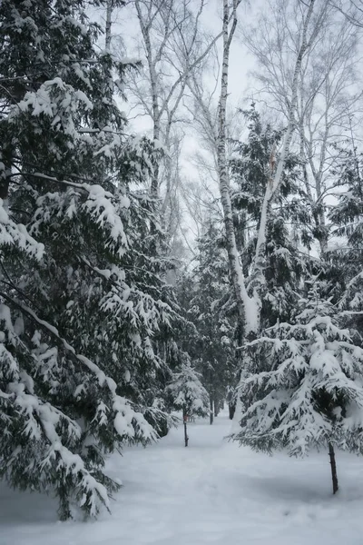 Luc fák hófödte ágai — Stock Fotó