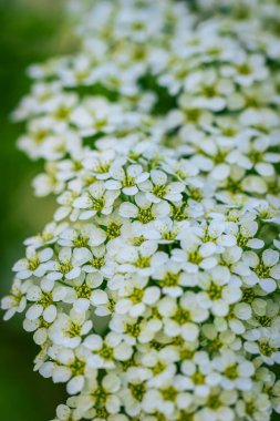 Bir bahar üzerinde çiçek açan erkeçsakalı