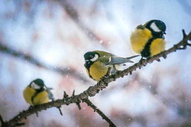 Karlı bir kış gününde meme faresi