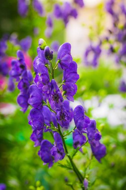 Yağmurdan sonra bir Akonitum (Aconitum variegatum) çiçekleri