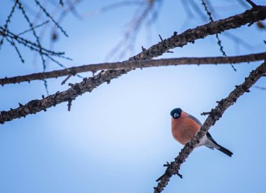 reddish chest bullfinch on a winter day