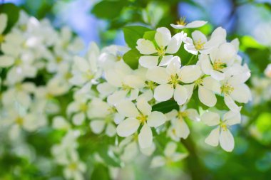 Çiçek açan elma ağacının dalı