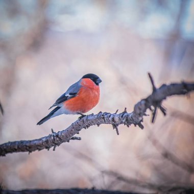 reddish chest bullfinch on a winter day