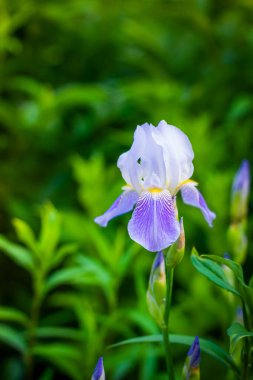Blooming iris on a summer day outdoors