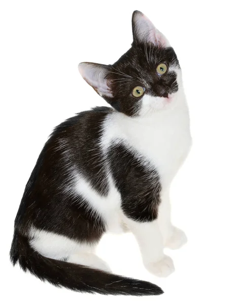 Bicolor fekete-fehér kis gyorsírás cica ül elszigetelt — Stock Fotó