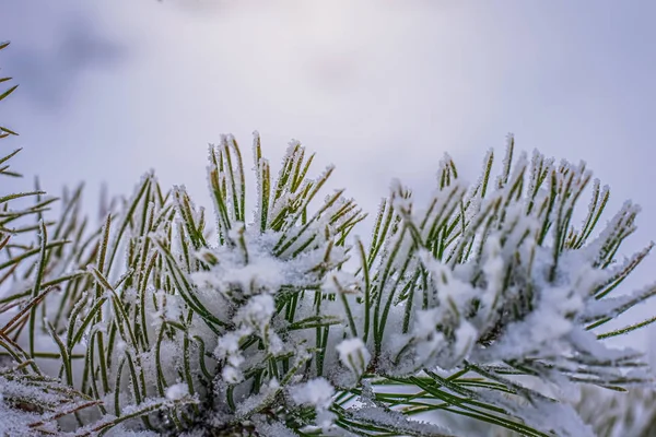 Fir branch in snow — Stock Photo, Image