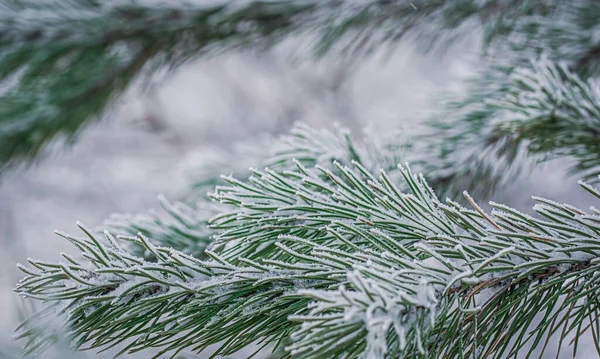 Gałąź jodła w śniegu — Zdjęcie stockowe
