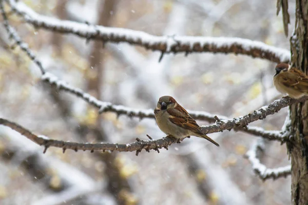 Vrabia stând pe o ramură de copac . — Fotografie, imagine de stoc