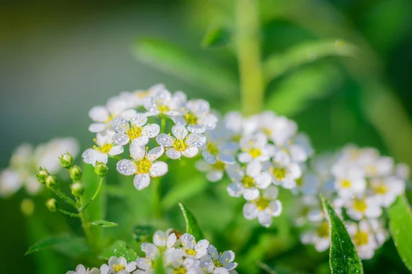 Na jaře kvetoucí tavolník — Stock fotografie